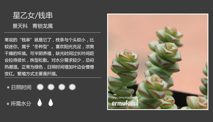 二木花花男的【150种常见多肉植物图鉴】。029 星乙女 Crassula perforata