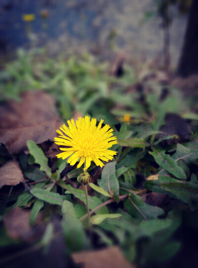 花花草草