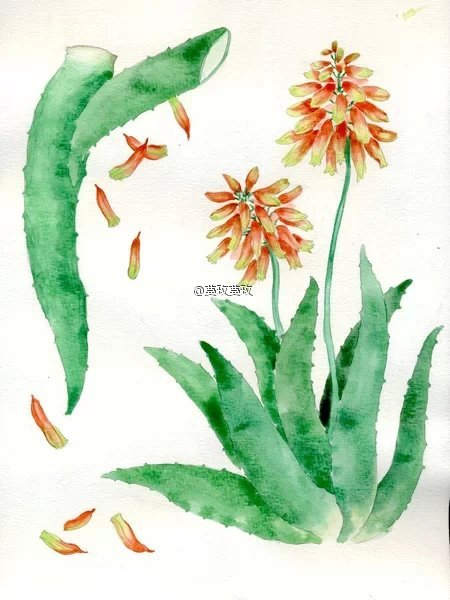 【植物的印象笔记】芦荟（aloe）。其实内心是很娇嫩易碎、充满治愈能力的，好像一滩凝聚的眼泪。可是非要用带刺的外壳把自己结结实实武装起来。。。因此总觉得它就像个女汉子。