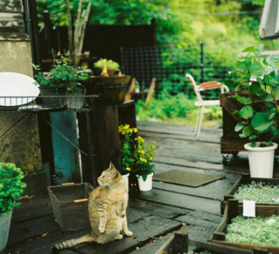 阳光暖暖，一只猫咪，一片绿色的植物天堂，给新家带来很多新奇。重庆格调装饰公司装修咨询：13896187942 QQ：1269637114