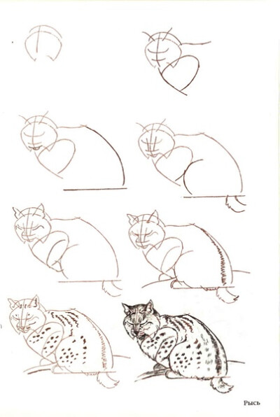 猞猁的画法