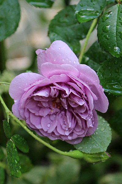 蓝雨(Rainy Blue) 培育时地： 2012年 德国 类别： 藤本月季 别名： 色系： 淡紫色 香味浓度： 中等 成熟植株：（厘米） 暂无 花径： 6-7公分 花期： 聚花多头开放 抗病： 强 备注： 花瓣： 50-60