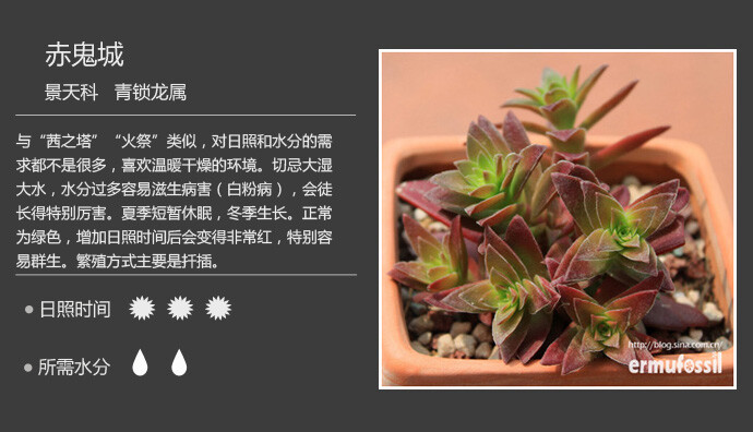 二木花花男的【150种常见多肉植物图鉴】。030 赤鬼城 Crassula fusca