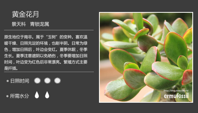 二木花花男的【150种常见多肉植物图鉴】。033 黄金花月 Crassula portulacea