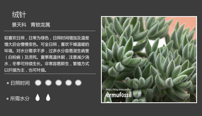 二木花花男的【150种常见多肉植物图鉴】。036 绒针 Crassula mesembryanthoides