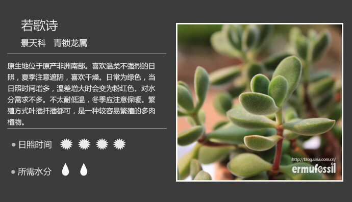 二木花花男的【150种常见多肉植物图鉴】。037 若歌诗 Crassula rogersii