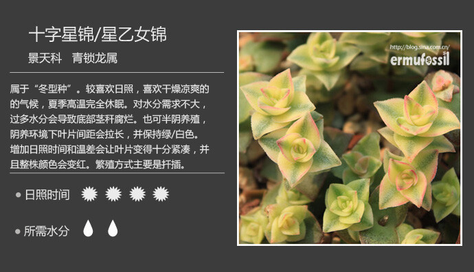 二木花花男的【150种常见多肉植物图鉴】。039 十字星锦 Crassula pellucida variegata