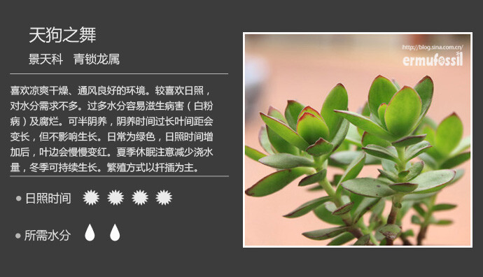 二木花花男的【150种常见多肉植物图鉴】。040 天狗之舞 Crassula dejecta