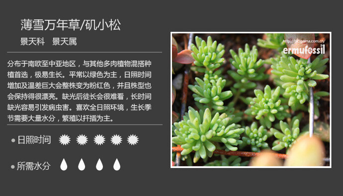 二木花花男的【150种常见多肉植物图鉴】。044 薄雪万年草 Sedum pallidum var. bithynicum