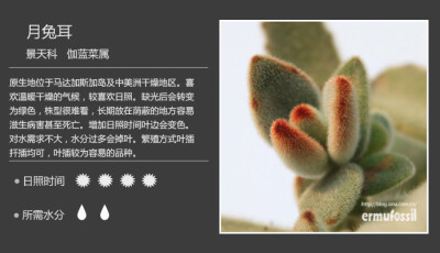 二木花花男的【150种常见多肉植物图鉴】。053 月兔耳 Kalanchoe tomentosa