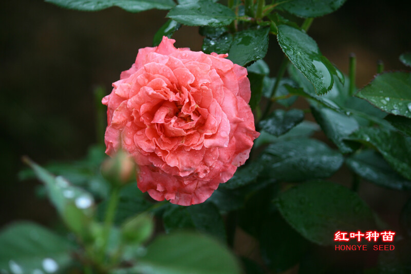 珊瑚果冻(Corail gelee) 培育时地： 日本，2011年 类别： 灌木 别称： 色系： 珊瑚粉 香味浓度： 中等 成熟植株：（厘米） 140-180厘米 耐寒： 暂无 花期： 多季节重复盛开 抗病： 具有一定抗病性 备注： 有一定的藤蔓性