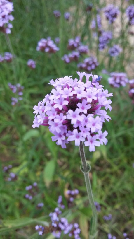 路边的野花