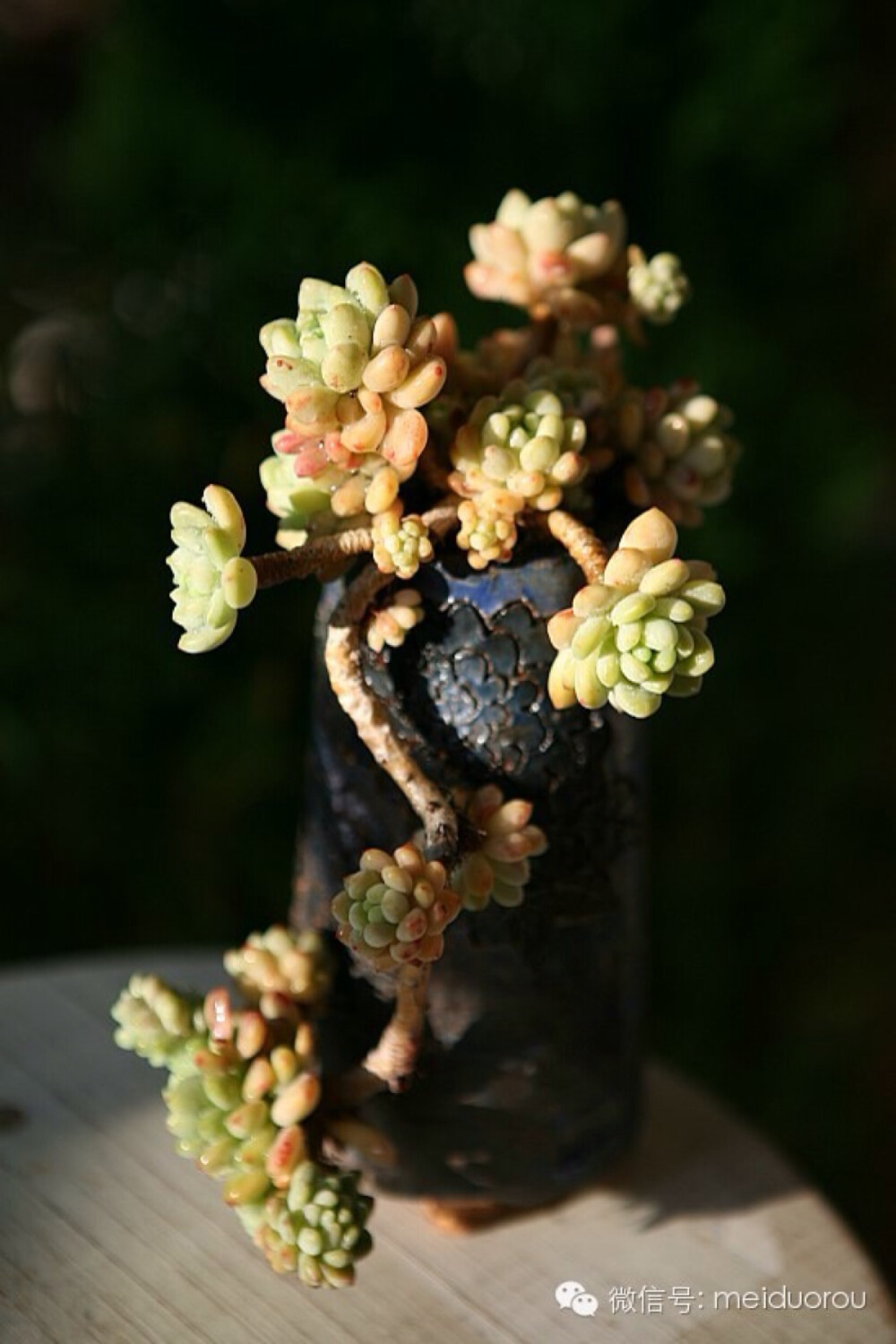 爱多肉，爱生活