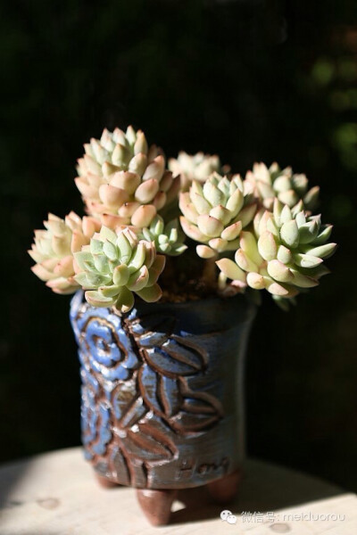 爱多肉，爱生活