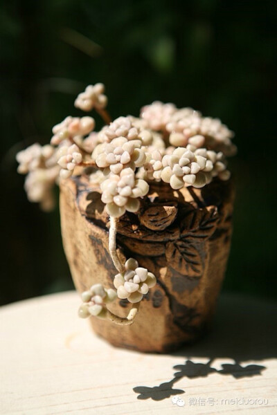 爱多肉，爱生活