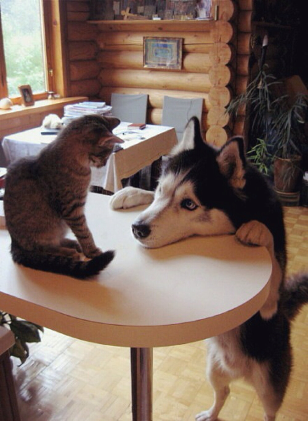 狗，你们家缺猫嘛？