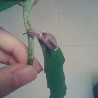 snail蜗牛╭(╯^╰)╮