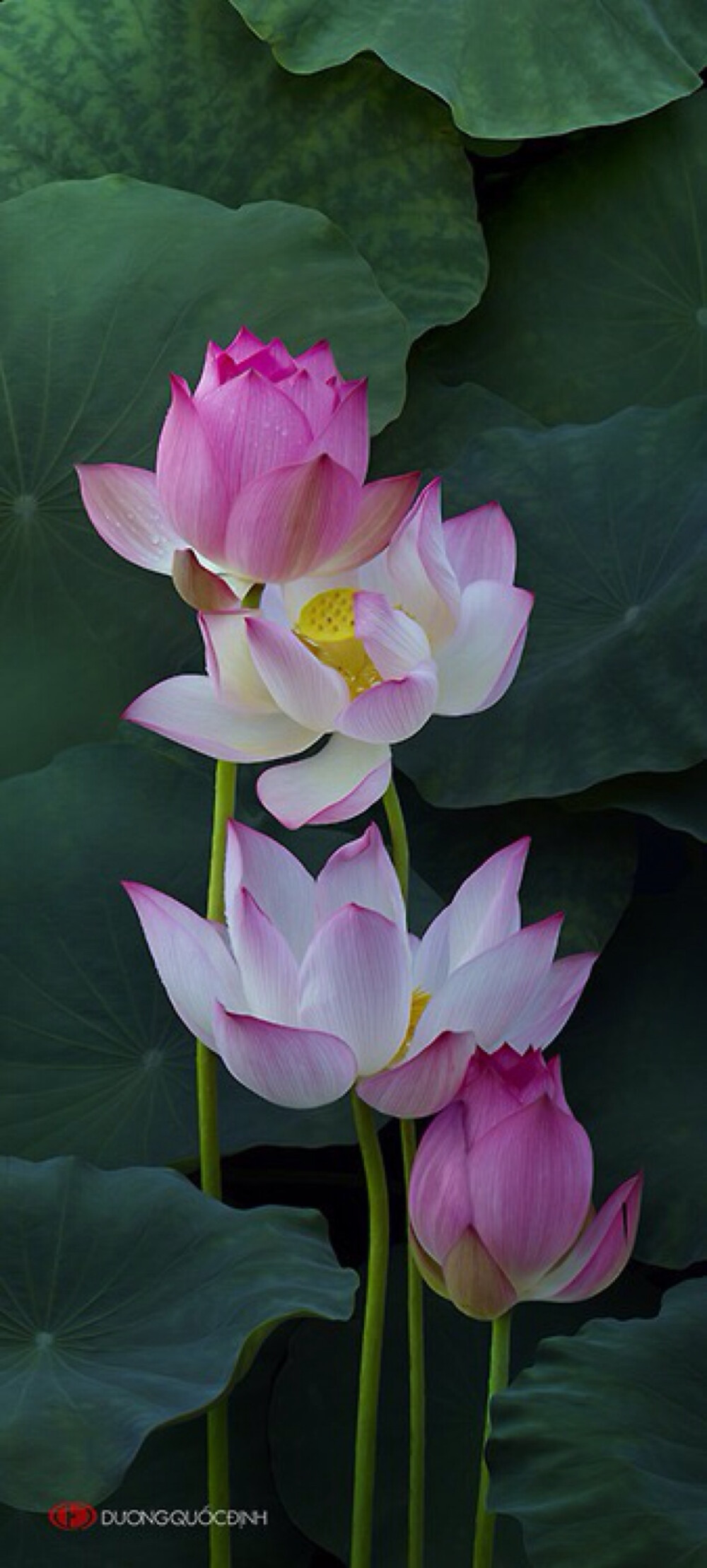 鲜花装饰我的梦！