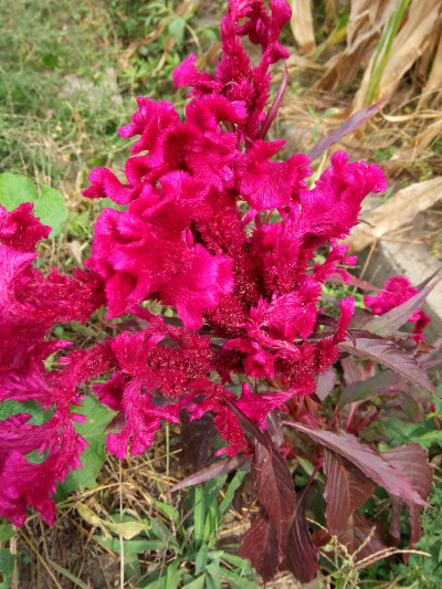 鸡冠花，红似火