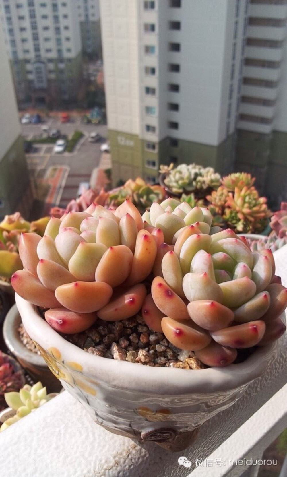 美肉之恋 | 美腻的“橙梦露Echeveria Monroe”