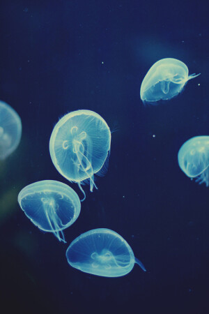 海洋生物 换不完的手机壁纸..