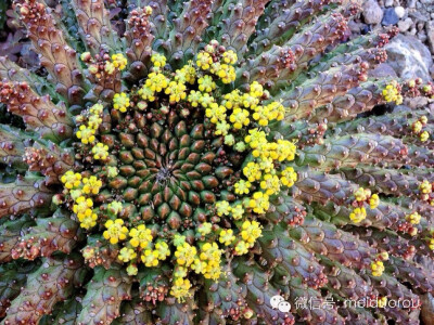 加州The Ruth Bancroft Garden里的多肉圣地