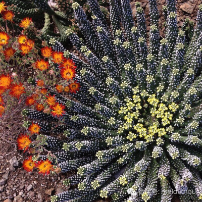 加州The Ruth Bancroft Garden里的多肉圣地