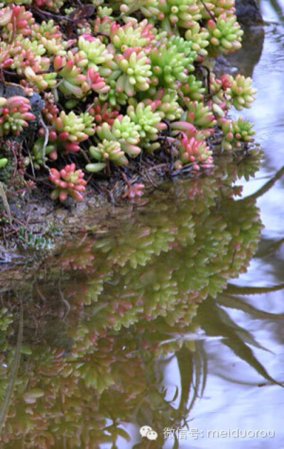 加州The Ruth Bancroft Garden里的多肉圣地