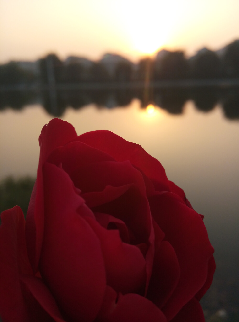 落日下的玫瑰