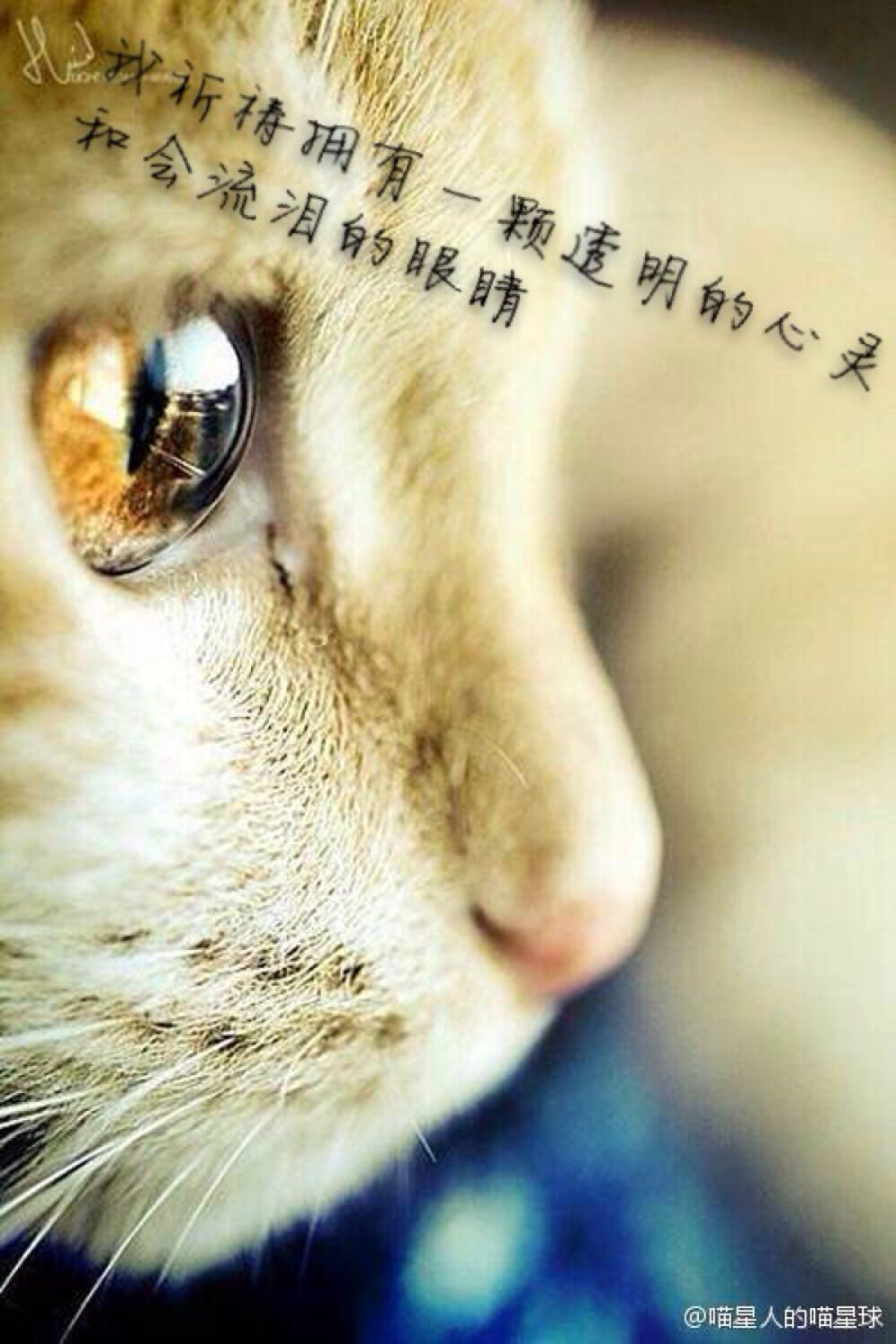 我祈祷拥有一颗透明的心灵，和会流泪的眼睛——夜空中最亮的星