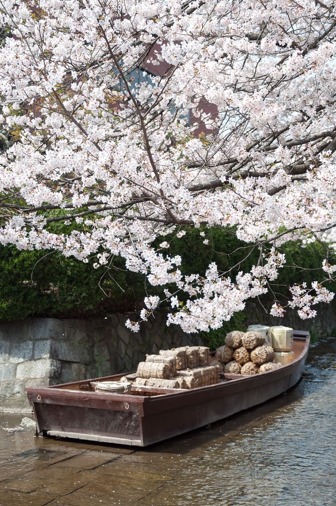 Takase River, Kyoto, Japan。日本京都高濑川，是一条人工河，高濑川全长10公里，河宽7公尺，是角仓了以在1611年开凿。高濑川繁荣了京都--伏见之间的水运。森欧外的《高濑舟》便取材于此。河道上装卸货物的码头有九处之多，高濑川源头的木屋町二条称为“一之舩入”，还立有石碑，被列为国家历史遗迹。高濑川也是春赏樱花秋赏枫叶的好地方。