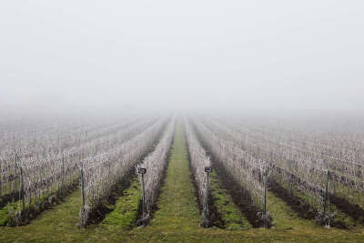 Subotica, Serbia Serbian wine? Time to take a sip. 选自：52 Places to Go in 2014 - NYTimes.com