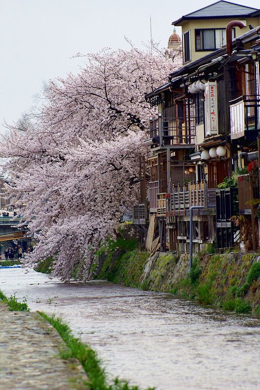 Kamo River, Kyoto, Japan。日本京都鸭川是代表京都一条长31公里的一级河川。这条河流的水十分清澈，流穿过京都中央。从古代起居民已经住在河流的两旁. 特别是西岸及南岸。鸭川旁是对京都人最重要的一条休闲大道，人们近可看水面上的飞禽，身边的樱花，远可看清水寺方向的群山。两岸杨柳依依，河水清浅。整条鸭川河上据说有上千座桥，样式统一.岸边情侣成群，也有着情侣河之称。