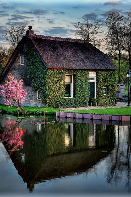 Ivy House, The Netherlands