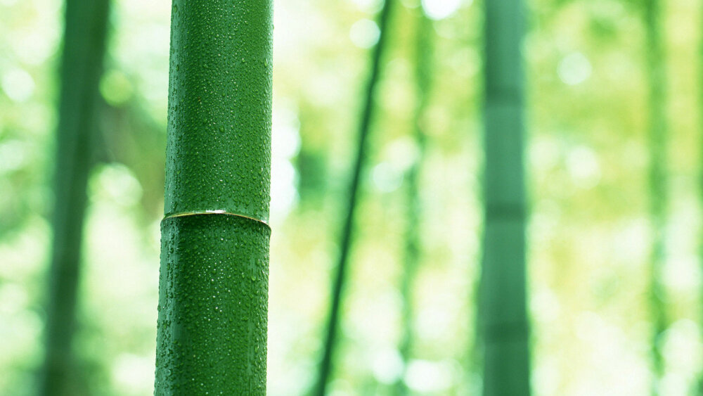 高清护目壁纸