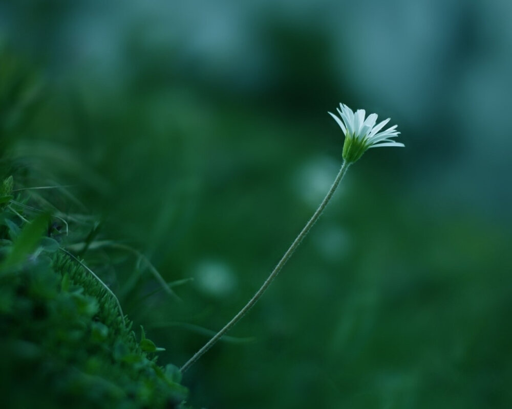 高清护目壁纸