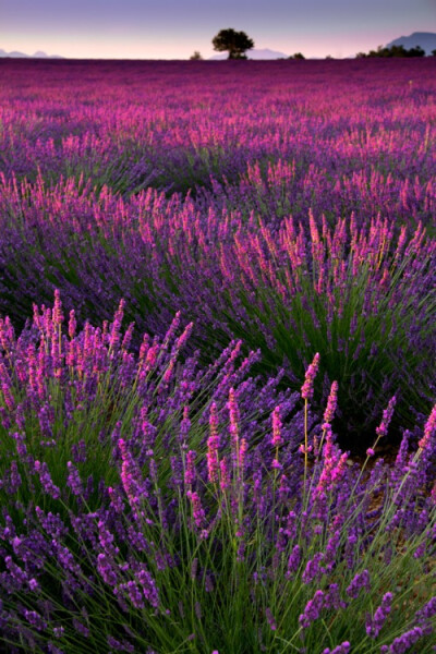 Lavender Dusk, France