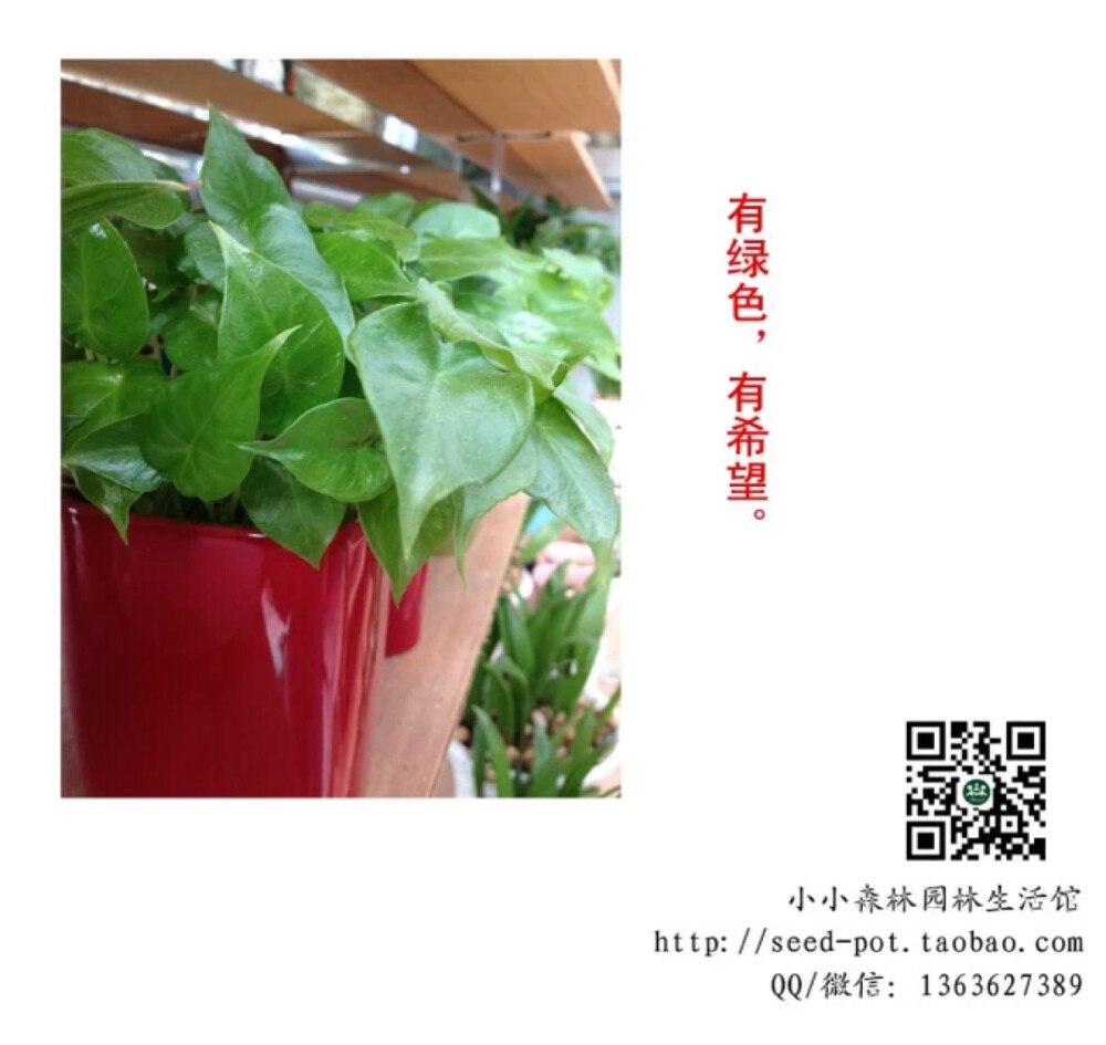 看成命在成长，和小森一起DIY种子变盆栽。 小小森林园林生活馆 http://seed-pot.taobao.com