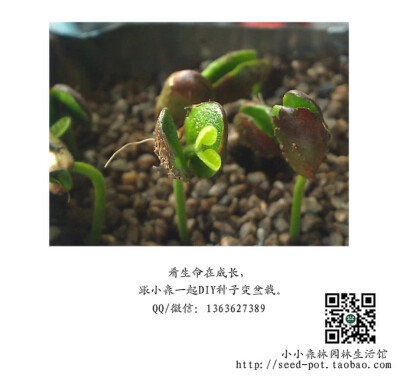 看成命在成长，和小森一起DIY种子变盆栽。 小小森林园林生活馆 http://seed-pot.taobao.com