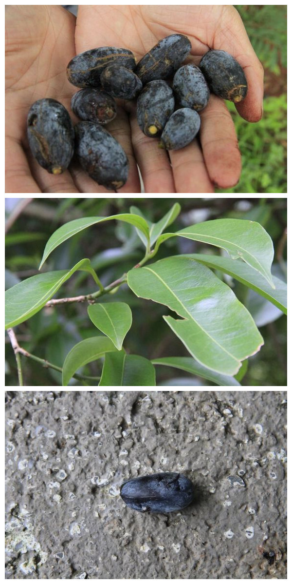 山杜英，可以鲜食的果实类中草药