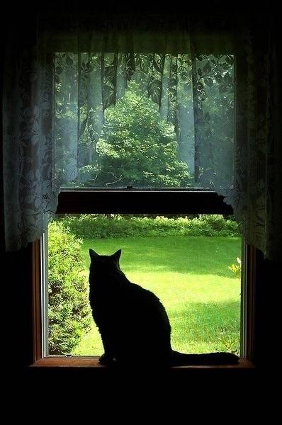猫其实是孤独的