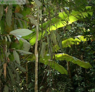 上海辰山植物园毒王见血封喉开花本文由迷糊园花卉植物主题交友社区[www.mihuyuan.com]整理发布)原文地址：（http://www.mihuyuan.com/advisorydetail_1411025131000194.shtml