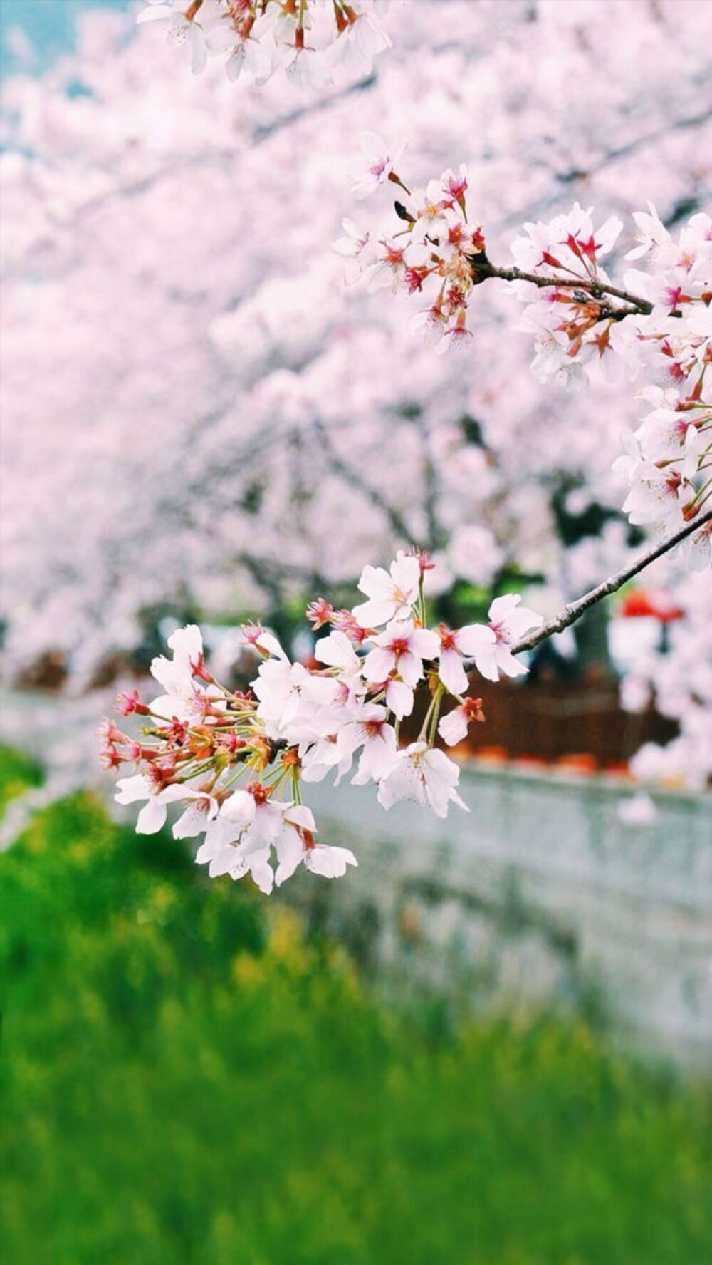 韩国釜山樱花季