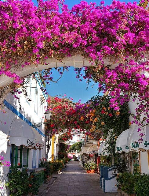 Bougainvillea, Gran Canaria, Spain