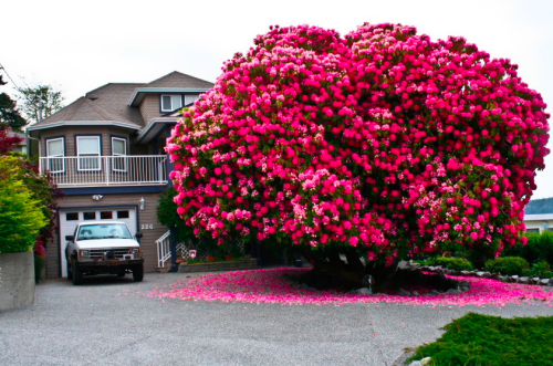 Rhododendron Tree, Ladysmith, British Columbia, Canada