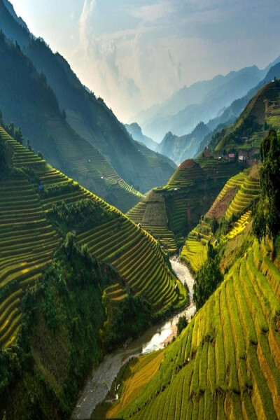 Rice Terraces, Vietnam