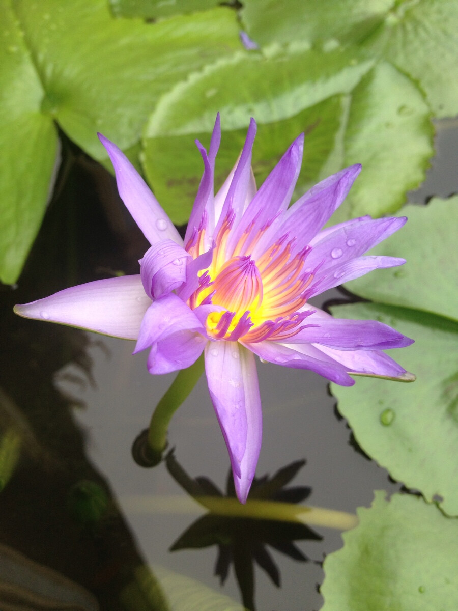 一花一世界 一叶一菩提