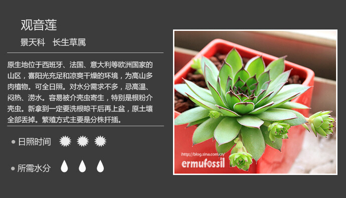 二木花花男的【150种常见多肉植物图鉴】。058 观音莲 Sempervivum tectorum