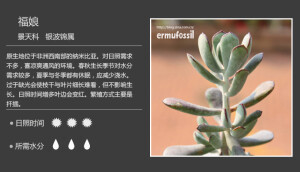 二木花花男的【150种常见多肉植物图鉴】。061 福娘 Cotyledon orbiculata var. cophylla