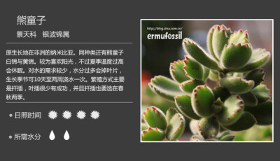 二木花花男的【150种常见多肉植物图鉴】。062 熊童子 Cotyledon ladismithiensis